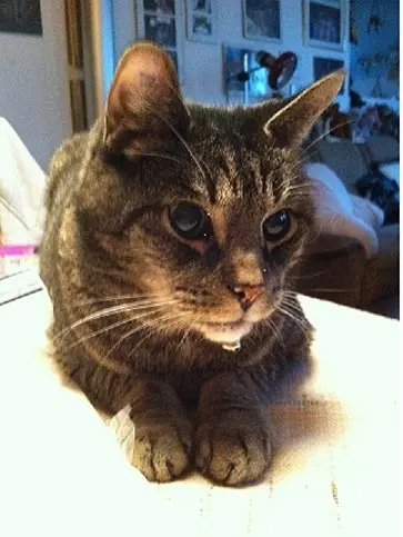 Image from TIGGER  ( Junior )