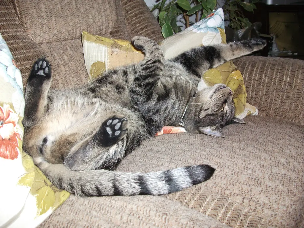 Image from TIGGER  ( Junior )