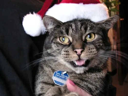 Image from TIGGER  ( Junior )