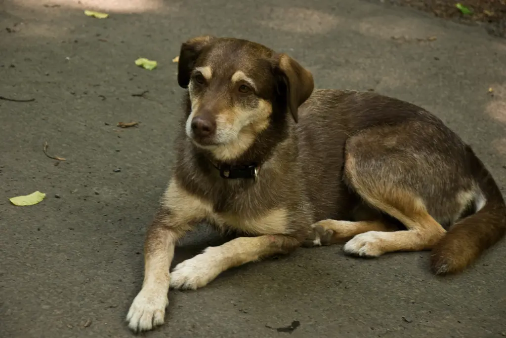 Andachtsbild von Andrea mit Tara im Herzen