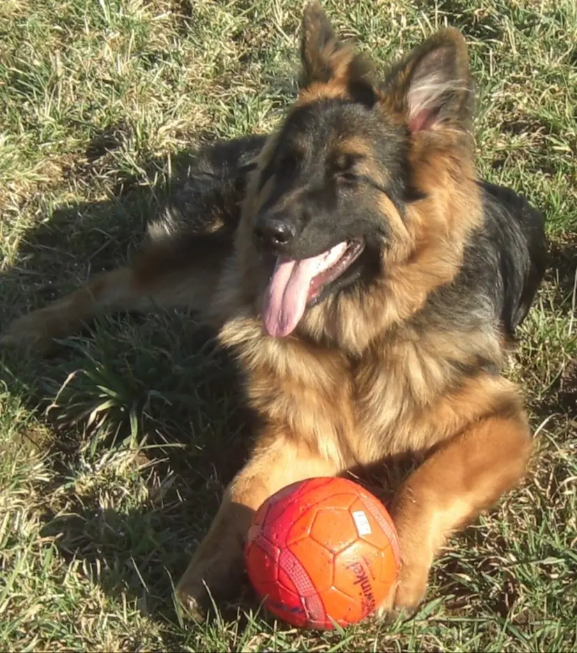 Andachtsbild von Klaudia mit Misiu❤❤❤