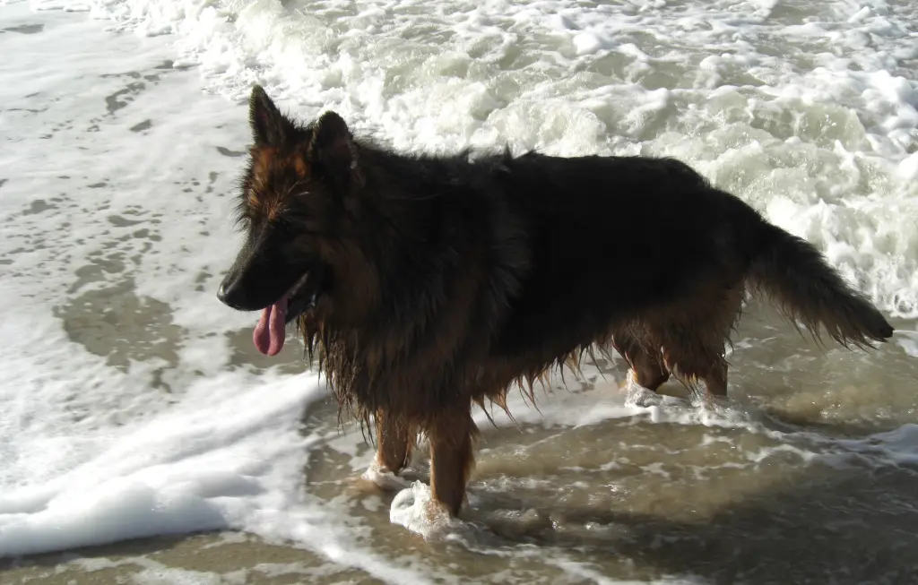 Andachtsbild von Klaudia mit Misiu❤❤❤