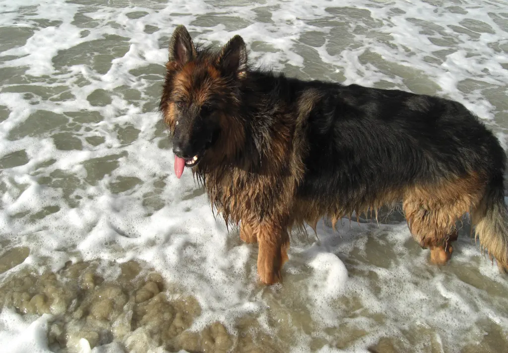 Andachtsbild von Klaudia mit Misiu❤❤❤