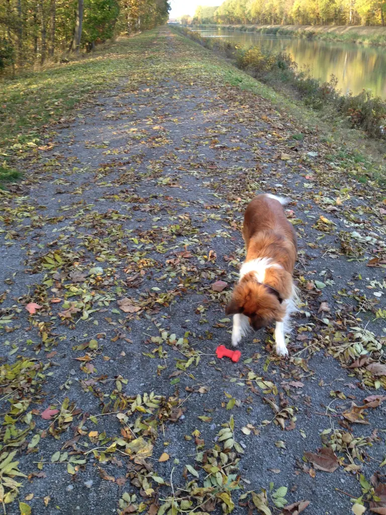 Andachtsbild von Katharina mit Merle im Herzen