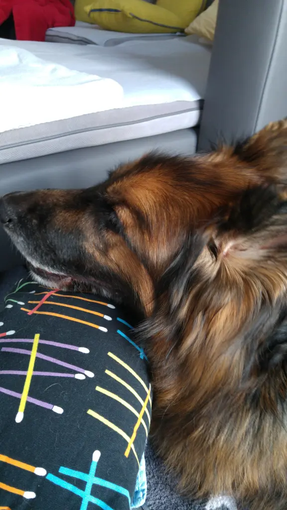 Andachtsbild von Klaudia mit Misiu❤❤❤