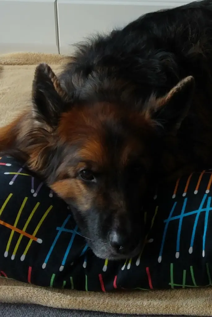 Andachtsbild von Klaudia mit Misiu❤❤❤