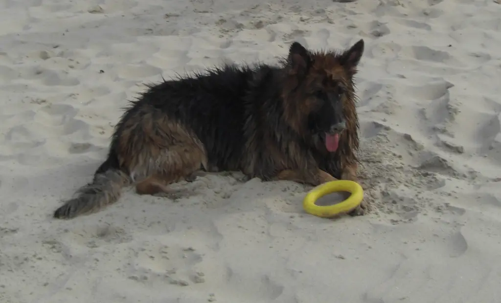 Andachtsbild von Klaudia mit Misiu❤❤❤