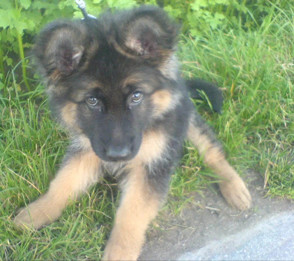 Andachtsbild von Klaudia mit Misiu❤❤❤