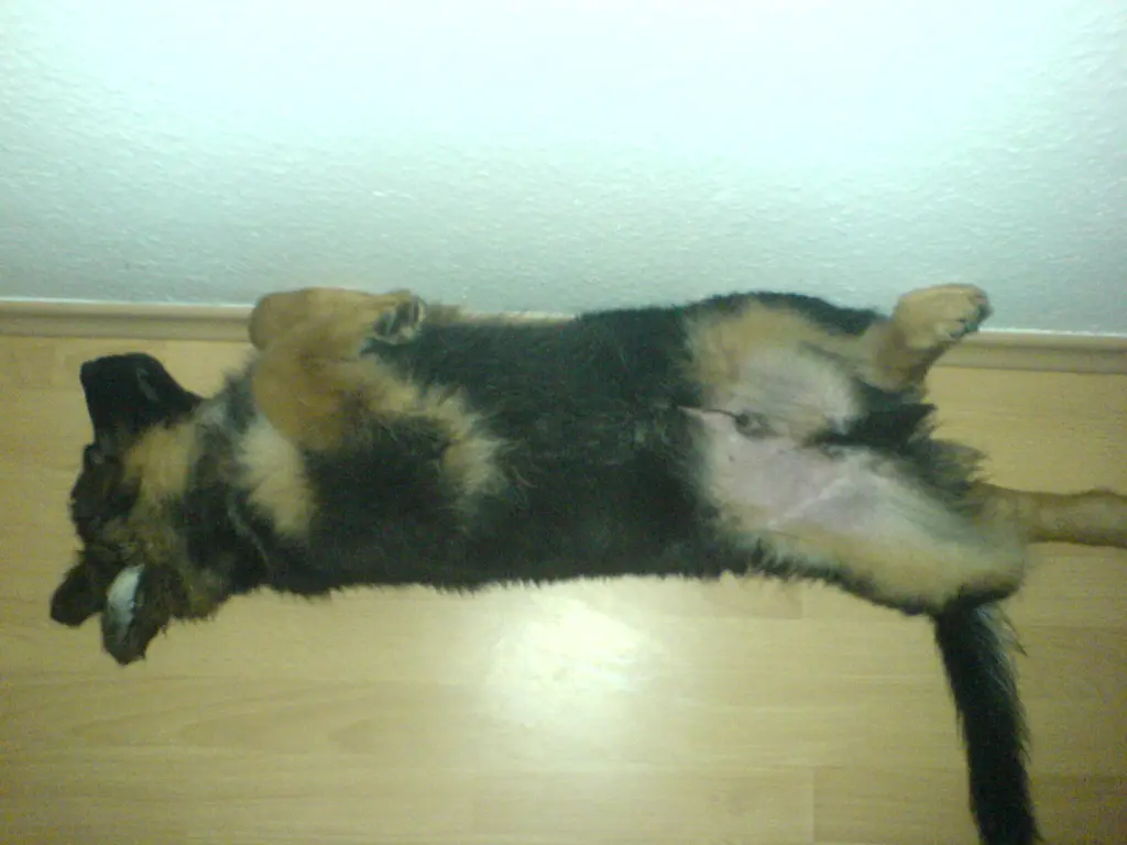 Andachtsbild von Klaudia mit Misiu❤❤❤