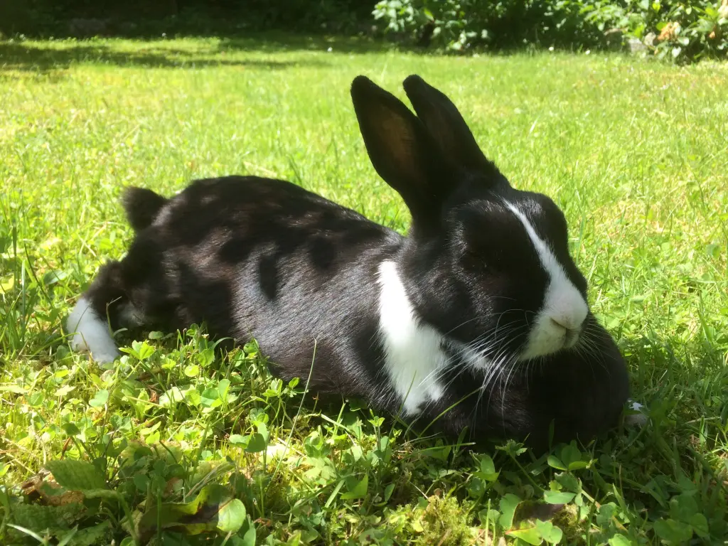 Andachtsbild von Rosen für Misiu