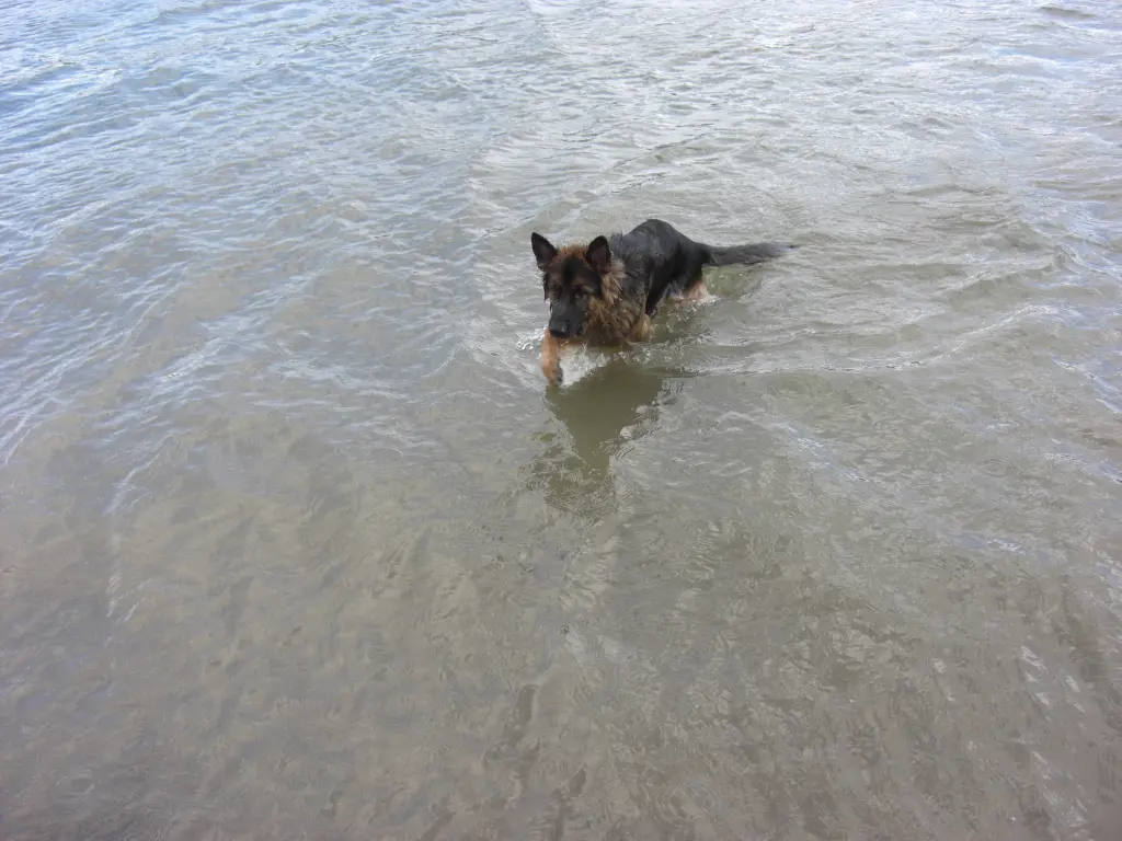 Andachtsbild von Klaudia mit Misiu❤❤❤