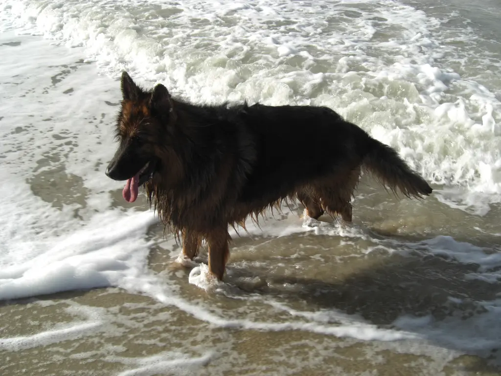 Andachtsbild von Klaudia mit Misiu❤❤❤