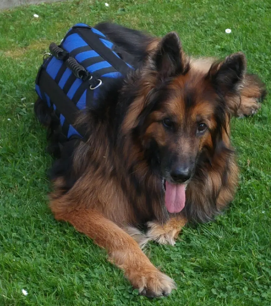 Andachtsbild von Klaudia mit Misiu❤❤❤