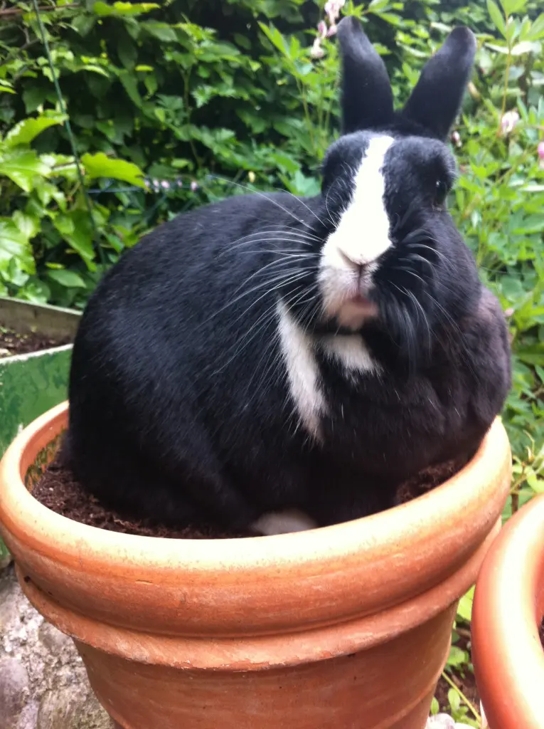 Andachtsbild von Für Misiu von Jasper ❤️