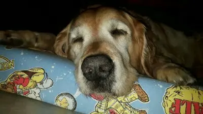 Andachtsbild von Micha mit Cäsar im Herzen