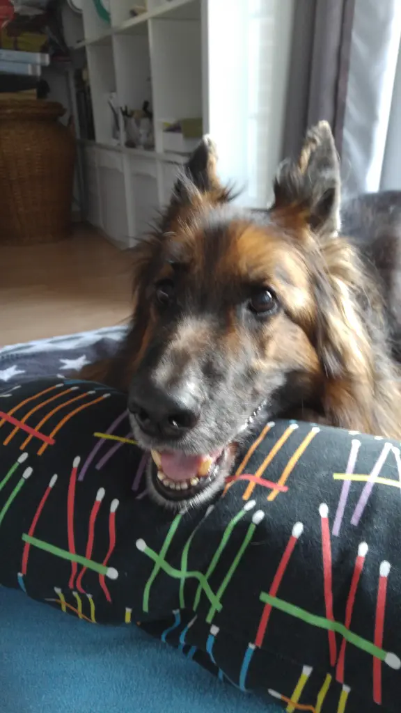 Andachtsbild von Klaudia mit Misiu❤❤❤