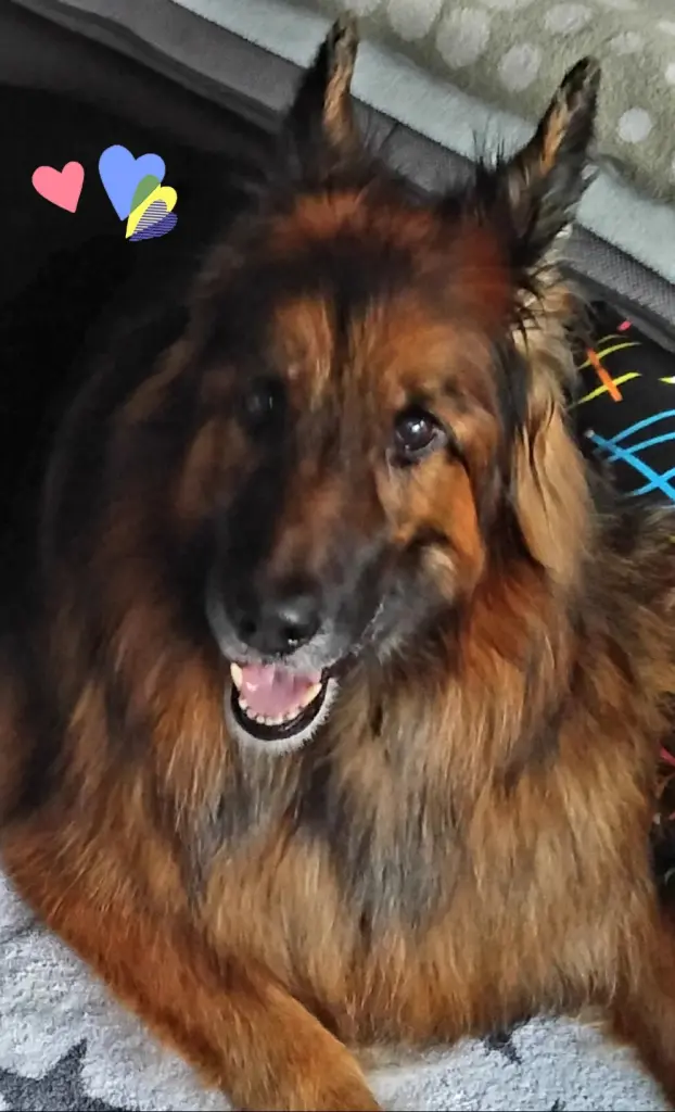 Andachtsbild von Fur meine Uber Alles Geliebte Misiu❤❤❤