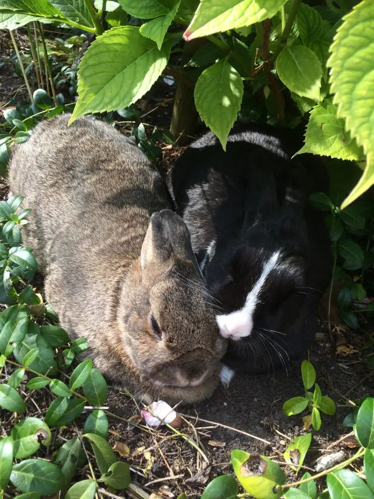 Andachtsbild von Rosen für Misiu