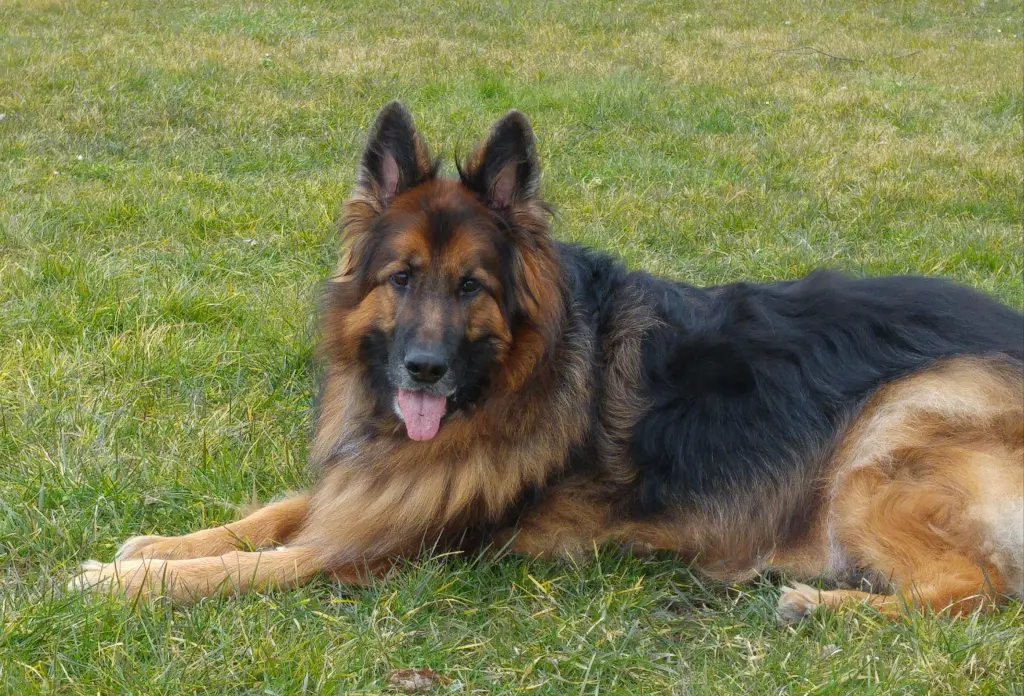 Andachtsbild von Klaudia mit Misiu❤❤❤