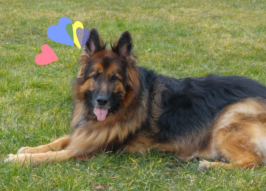 Andachtsbild von Klaudia mit Misiu❤❤❤