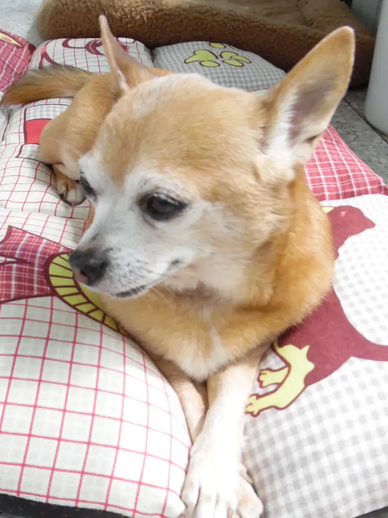 Andachtsbild von Irene mit Jimmy Im Herzen