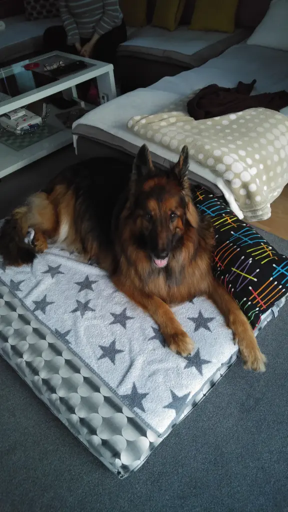 Andachtsbild von Klaudia mit Misiu❤❤❤