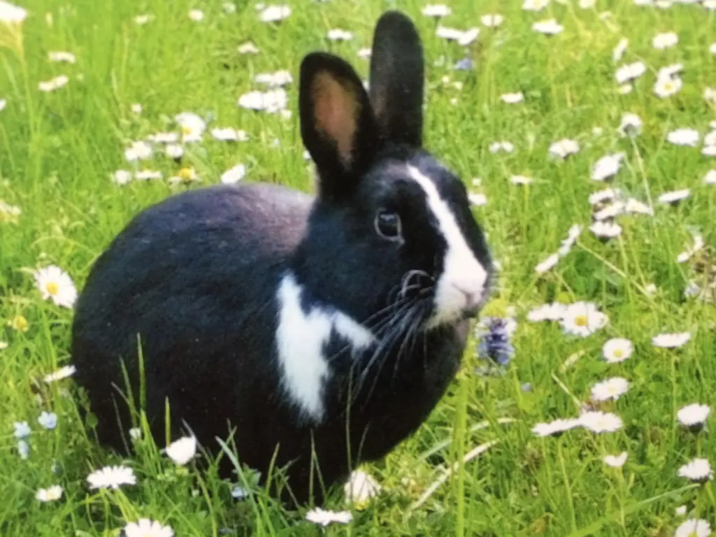 Andachtsbild von Für Misiu