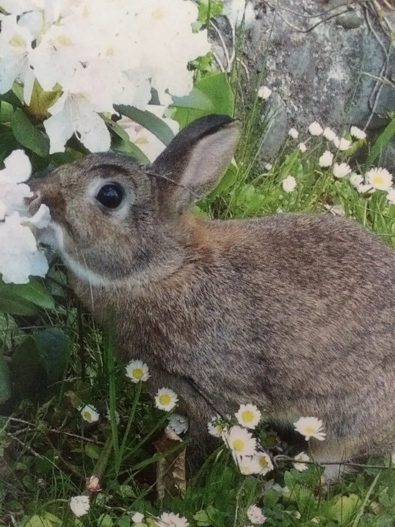 Andachtsbild von Für Misiu