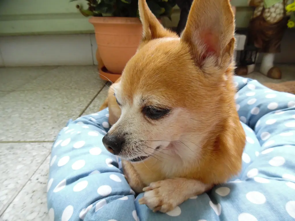 Andachtsbild von Irene mit Jimmy tief im Herzen