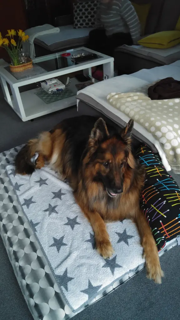 Andachtsbild von Klaudia mit Misiu❤❤❤