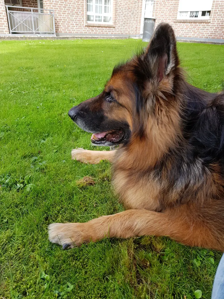 Andachtsbild von Klaudia mit Misiu❤❤❤