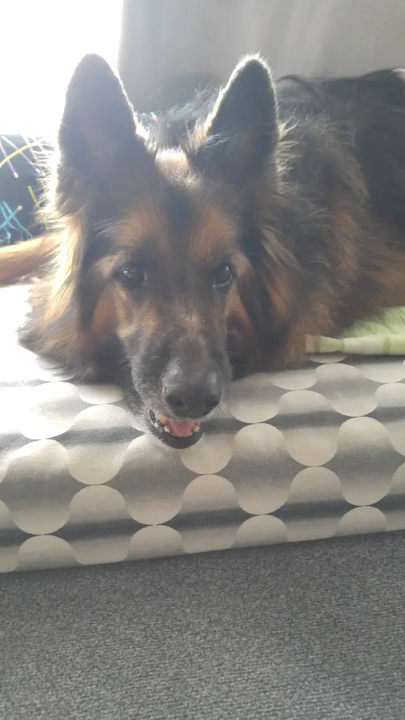 Andachtsbild von Klaudia mit Misiu❤❤❤