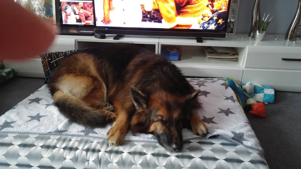 Andachtsbild von Klaudia mit Misiu❤❤❤