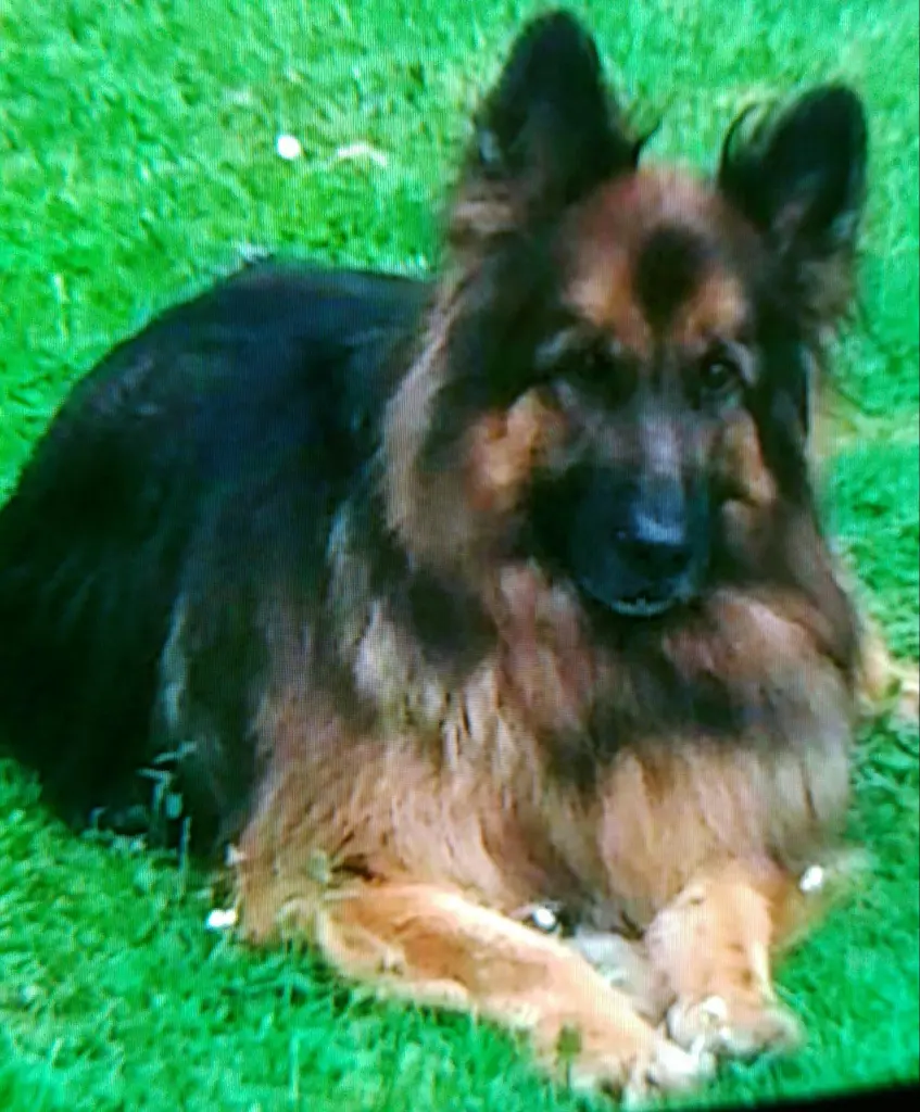 Andachtsbild von Klaudia mit Misiu❤❤❤