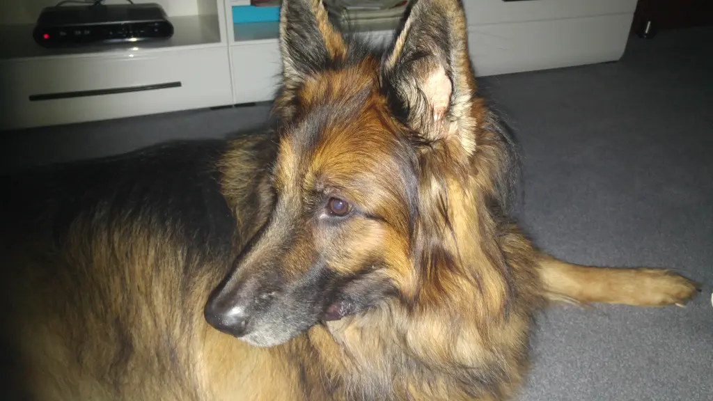 Andachtsbild von Klaudia mit Misiu❤❤❤