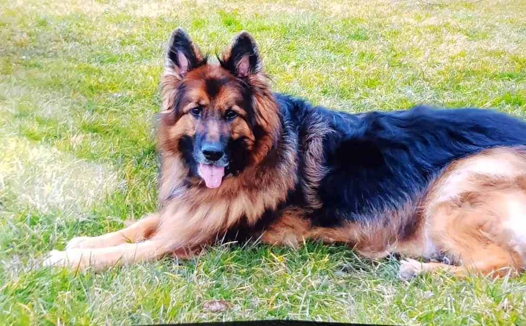 Andachtsbild von Klaudia mit Misiu❤❤❤