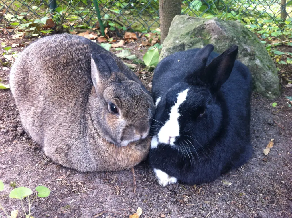 Andachtsbild von Rosen für Misiu 