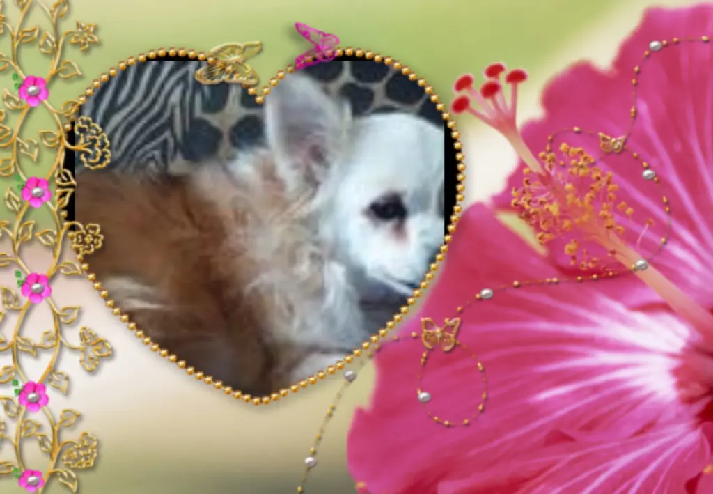 Andachtsbild von Fur Schnucki❤