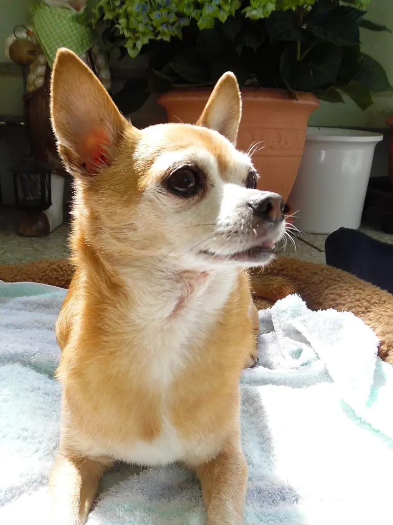 Andachtsbild von Rosen für Misiu