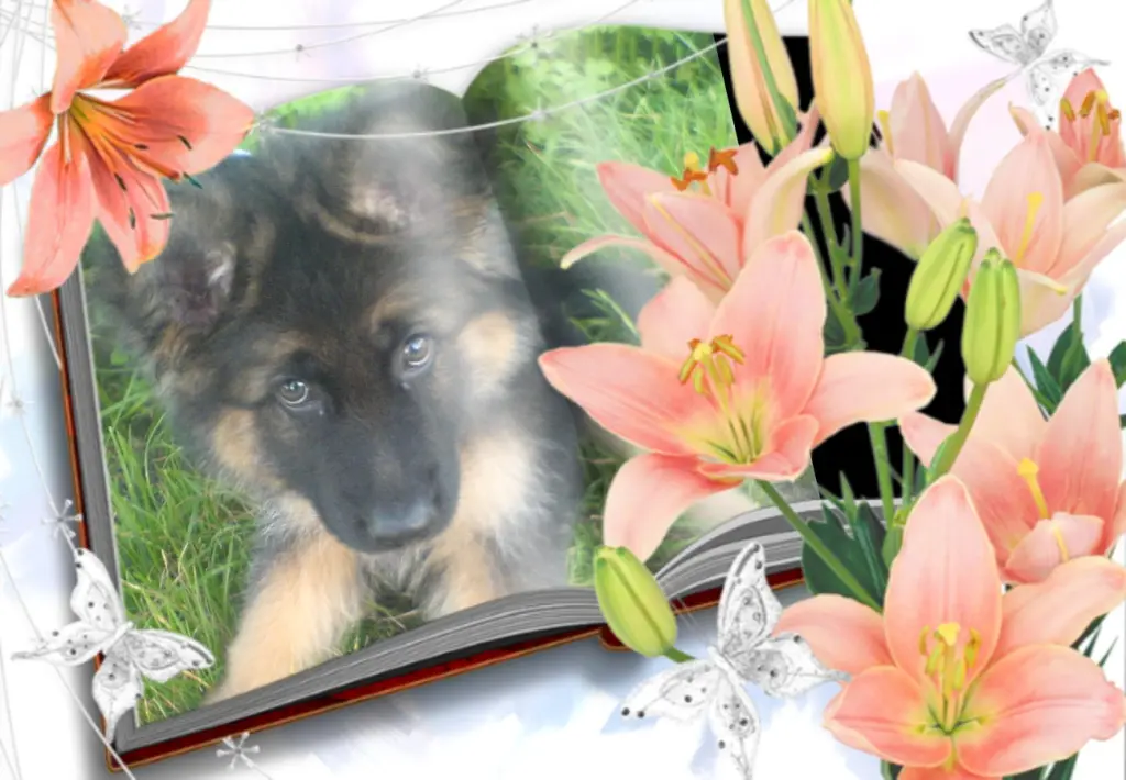 Andachtsbild von Klaudia mit Misiu❤❤❤