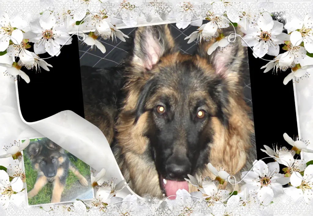 Andachtsbild von ❤❤❤Fur meine Liebe Misiu❤❤❤