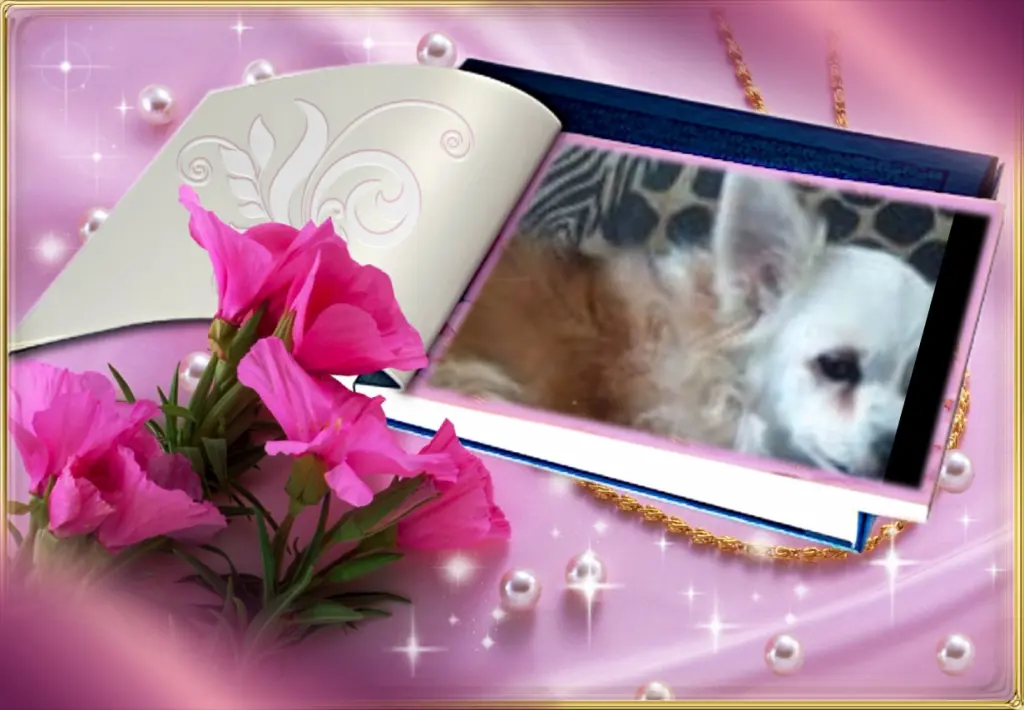 Andachtsbild von Klaudia mit Misiu❤❤❤