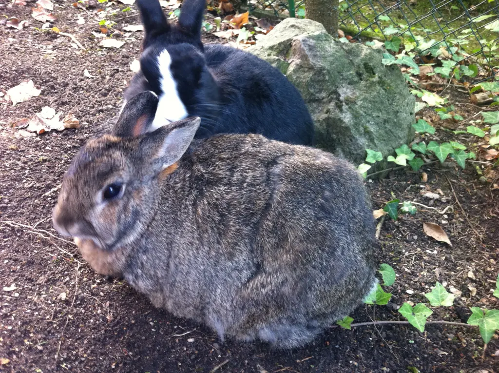 Andachtsbild von Rosen für Misiu