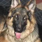 Andachtsbild von Misiu 