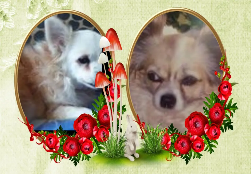 Andachtsbild von Klaudia mit Misiu❤❤❤