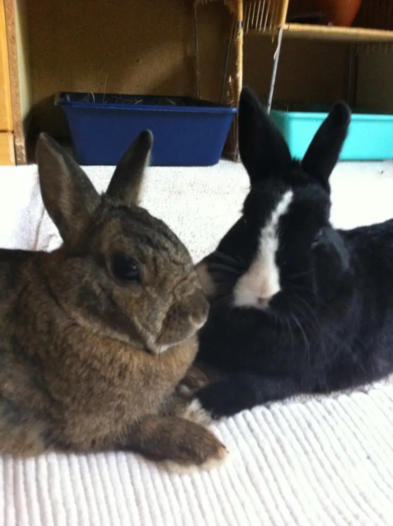 Andachtsbild von Rosen für Misiu 