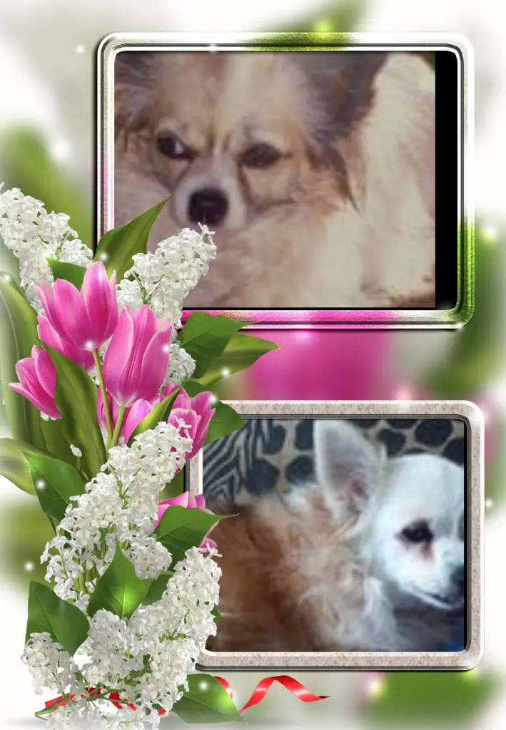 Andachtsbild von Klaudia mit Misiu❤❤❤