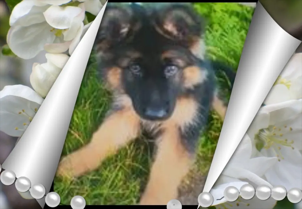 Andachtsbild von ❤❤❤Mój Misiulek❤❤❤