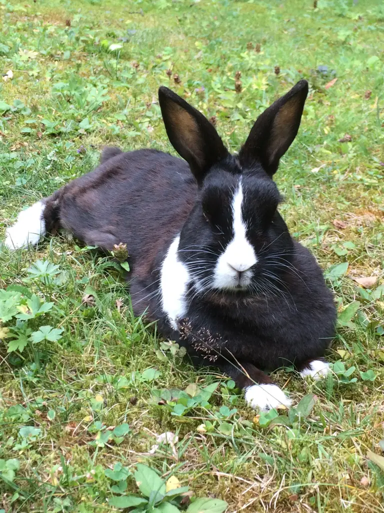 Andachtsbild von Eine Rose für Misiu 