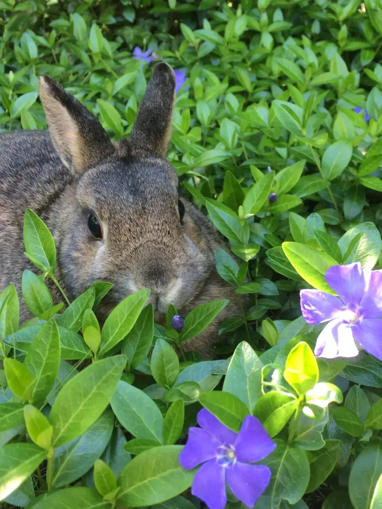 Andachtsbild von Eine Rose für Misiu 